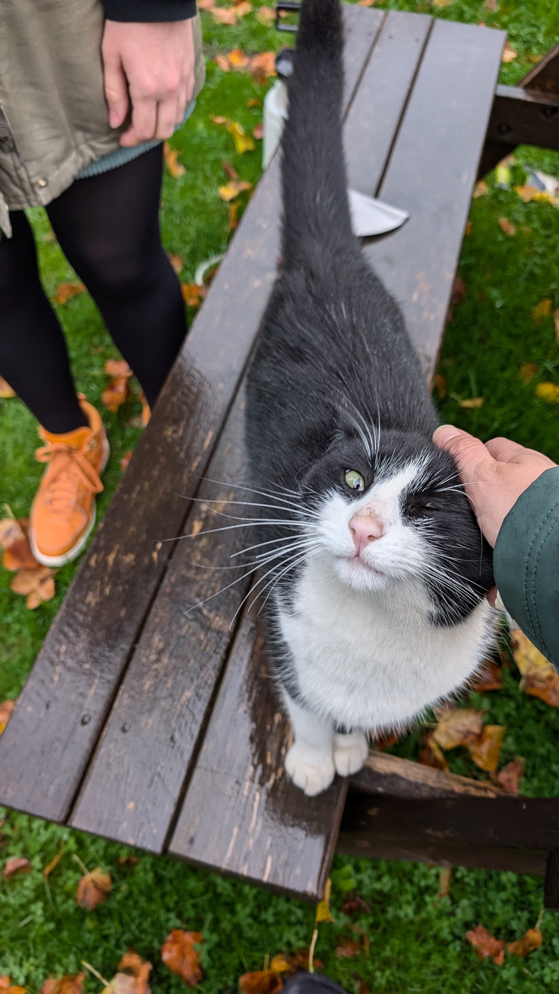 Two cats from the owner of the AirBnB where we were staying in Glasgow, Ibrox.